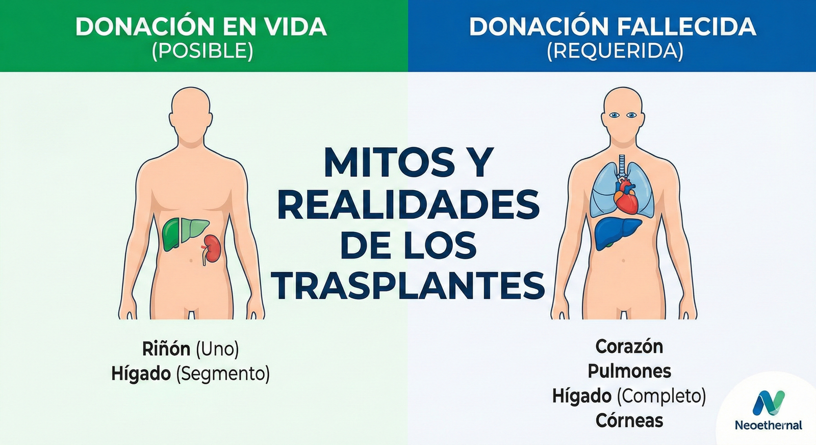 Infografía comparativa sobre qué órganos se pueden donar en vida y cuáles requieren donante fallecido